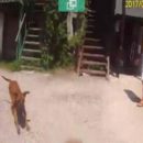 В Днепре мужчина натравил бойцовского пса на полицейских