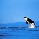 Уникальные кадры: Нападение касаток на кита-полосатика (видео)