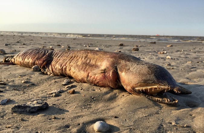 На пляже в Техасе нашли неизвестное животное (фото)