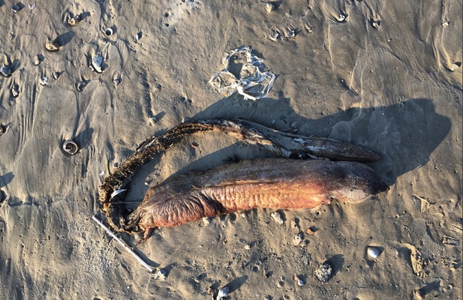 На пляже в Техасе нашли неизвестное животное (фото)