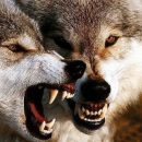 Селян Запорожской области терроризируют волки