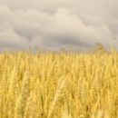 Украина соберет второй по объему урожай в новейшей истории
