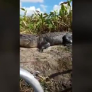 В США аллигатор запрыгнул в лодку к туристам (видео)
