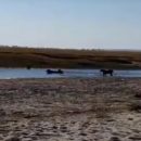 Очевидцы сняли на видео схватку буйвола со львами