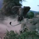 Смелая слониха атаковала льва, спасая слоненка (видео)