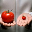 5 самых известных мифов о ГМО, в которые не стоит верить