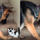 Собака, помогающая котенку подняться по лестнице, стала звездой YouTube