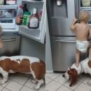 Сеть насмешила собака, помогающая малышу «ограбить» холодильник