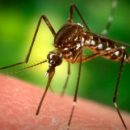 Комары заражают украинцев опасной инфекцией: как защититься