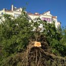 Уничтожают все живое: в сети появились фото новой вырубки краснокнижных деревьев в Крыму