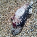 На Херсонщине на морской берег выбросило мертвого дельфина (фото)