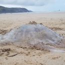 Британцев напугала выброшенная на берег гигантская медуза