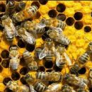 «Наша матка-сепаратутка!»: Пчеловод взорвал интернет лекцией о сепаратизме (видео)