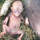 В Кении у свиньи родился человекоподобный детеныш
