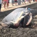 Молодого 10-метрового кита викинуло на пляж в Японії