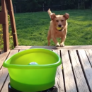 Реакция собаки на необычную игрушку повеселила YouTube
