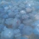 Море: медузы захватили черноморские пляжи (фото)