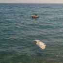В Крыму на пляже нашли мертвого крокодила (фото)