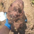 Селяни виростили врожай гігантської картоплі: Вага однієї — понад 1,2 кілограма