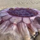 Гигантская медуза, выброшенная на пляж, выглядела как пришелец (фотофакт)