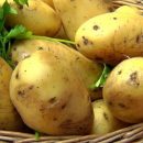 Картофель помогает вылечить гепатит В