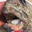 Рыбак публикует в инстаграме фото страшных морских тварей (фото)