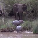 Столкновение слона с гиппопотамами сняли на камеру