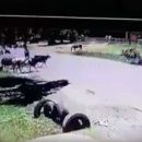 Корова, овладевшая приемами «кунг-фу», стала звездой YouTube