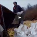 Опубликовано видео перевернувшейся фуры под Степногорском: местные собирают яблоки
