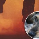 До слез: Харьковский неадекват избил щенка ногами на глазах у окружающих