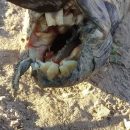 Жуткое существо с человеческими зубами обнаружили прямо в поле
