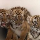 В Китае родились шестеро тигрят очень редкого вида (видео)