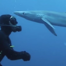 Поцелуй акулы: в ЮАР произошла неожиданная встреча аквалангиста и морского хищника (видео)