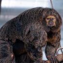 Аномальную обезьяну-переростка сняли на фото
