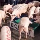 В Киеве выпустили два десятка свиней с именами чиновников и олигархов