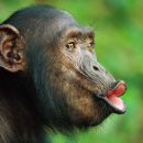 Дарвін був правий: в Україні живе мавпа, яка дуже схожа на людину