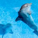 Во Франции зафиксировали рекордную массовую гибель дельфинов