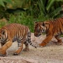 Детенышей суматранского тигра показали в зоопарке Сиднея (видео)