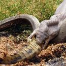 В Австралии питон целиком проглотил крокодила