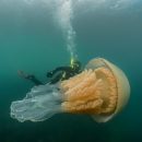 В Англии обнаружили медузу размером с человека. Фото