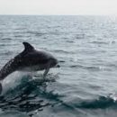 В Азовском море люди купаются в море вместе с дельфинами (видео)