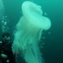 В Мексике удалось заснять гигантскую медузу