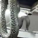 Огромная змея напугала посетителей ресторана