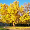 Українець вирощує один із найстаріших видів дерев на планеті