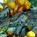 У Львові помітили рідкісні отруйні гриби (Фото)