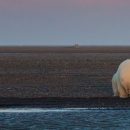 Арктика тает: неутешительные кадры ХХ и ХХI века