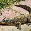 В Малайзии крокодил съел мужчину, искавшего шпинат