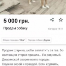 Продам собаку: украинцы устроили флешмоб (фото)
