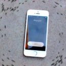 Вирусное видео с муравьями, бегающими вокруг смартфона, покорило сеть