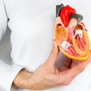 Прорыв в лечении болезней сердца - найдет механизм восстановления клеток сердечной мышцы